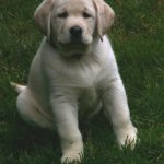 Integrity Farm Labrador Retriever Pups