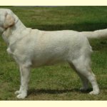 Integrity Farm Labrador Retriever Pups