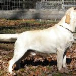 Integrity Farm Labrador Retriever Pups