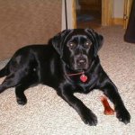 Integrity Farm Labrador Retriever Pups