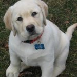 Integrity Farm Labrador Retriever Pups