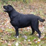 Integrity Farm Labrador Retriever Pups