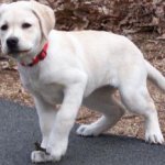 Integrity Farm Labrador Retriever Pups