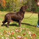 Integrity Farm Labrador Retriever Pups