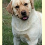 Integrity Farm Labrador Retriever Pups